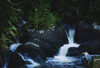 Co Cork, Ireland; Heron Standing By A Stream Near Schul PosterPrint - Item # VARDPI1806792