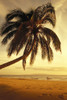 Hawaii, Maui, Kamaole Beach, At Sunset, Two Women Walk Along Shoreline Distance, Palm Tree Foreground PosterPrint - Item # VARDPI1998064