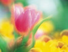 Flowers Poster Print by Panoramic Images (36 x 28) - Item # PPI136844