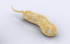 Conceptual image of vibrio cholerae causing cholera Poster Print - Item # VARPSTSTK700842H