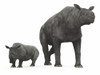 An adult Paraceratherium compared to a modern adult White Rhinoceros Poster Print - Item # VARPSTWMY100278P