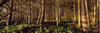 http://c328301.r1.cf1.rackcdn.com/PPI118303S.jpg