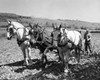 Horses plowing a field Poster Print - Item # VARSAL25530662