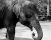 Young Elephant in Zoo Poster Print - Item # VARSAL255424486