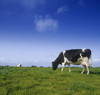 Friesian Cow Grazing In A Field, Republic Of Ireland PosterPrint - Item # VARDPI1798487