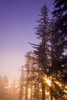 Sun Shining Through Trees PosterPrint - Item # VARDPI1830306