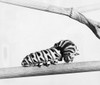 Close-up of the caterpillar of a Swallowtail Butterfly on a branch Poster Print - Item # VARSAL9901769B