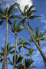 Hawaii, Palm Trees Against Blue Sky And Clouds. PosterPrint - Item # VARDPI1991897