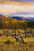 Destruction And Re-Growth After Forest Fire And Mountains Along Alaska Highway, Yukon PosterPrint - Item # VARDPI2049027