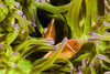 Clown Anemonefish (Amphiprion Percula) Hiding In Anemone; Indonesia PosterPrint - Item # VARDPI1973689