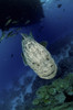 Giant Grouper, Great Barrier Reef, Queensland, Australia Poster Print - Item # VARPSTMME400065U