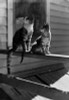 Two cats sitting on porch Poster Print - Item # VARSAL255423565