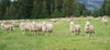 Sheep in pasture, Paradise Valley, Queenstown Lake District, Otago Region, South Island, New Zealand Poster Print - Item # VARPPI170556