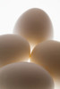 Close Up Of A Group Of Eggs; Calgary, Alberta, Canada PosterPrint - Item # VARDPI2078888