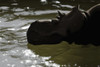 Pachyrhinosaurus dinosaur in a prehistoric lake Poster Print - Item # VARPSTMDE100010P