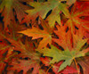 Maple Leaves In Autumn Colors, Background B1624 PosterPrint - Item # VARDPI1998893