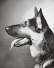 Close-up of a German Shepherd panting Poster Print - Item # VARSAL25531188B