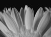 Close up of flower petals; Waterloo, Quebec, Canada PosterPrint - Item # VARDPI2333766