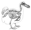 Skeleton and Outline of Dodo Bird Poster Print by Science Source - Item # VARSCIBX3732
