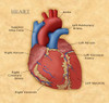 The Human Heart, Illustration Poster Print by Monica Schroeder/Science Source - Item # VARSCIJB5245