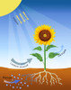 Photosynthesis Poster Print by Monica Schroeder/Science Source - Item # VARSCIBS1970