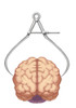 Brain Size, Conceptual Poster Print by Spencer Sutton/Science Source - Item # VARSCIJB0975