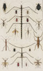 Insects, Seba's Thesaurus, 1734 Poster Print by Science Source - Item # VARSCIBW7020