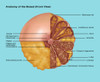 Breast Anatomy, Illustration Poster Print by Gwen Shockey/Science Source - Item # VARSCIJC0953