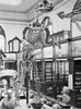 Hadrosaurus Reconstruction, 1898 Poster Print by Science Source - Item # VARSCIBX3719