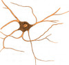 Ramified Nerve Cell From Grey Matter, 1852 Poster Print by Science Source - Item # VARSCIJC0508