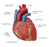 The Human Heart, Illustration Poster Print by Monica Schroeder/Science Source - Item # VARSCIJB5246