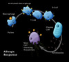 Allergic Response, Illustration Poster Print by Monica Schroeder/Science Source - Item # VARSCIJC2552