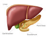 Liver, Gallbladder, Duodenum & Pancreas Poster Print by Monica Schroeder/Science Source - Item # VARSCIJA7863