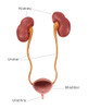 Kidneys, Ureter & Urinary Bladder, Illustration Poster Print by Monica Schroeder/Science Source - Item # VARSCIJA7842