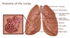 Anatomy of the Lungs with Alveoli Poster Print by Gwen Shockey/Science Source - Item # VARSCIBZ3620
