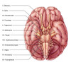 Cranial Nerves, Illustration Poster Print by Evan Oto/Science Source - Item # VARSCIJC7427