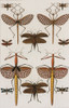 Insects, Seba's Thesaurus, 1734 Poster Print by Science Source - Item # VARSCIBW7019