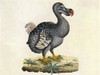 Raphus cucullatus, Extinct Dodo Bird Poster Print by Science Source