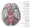 Arteries of the Brain, Illustration Poster Print by Evan Oto/Science Source - Item # VARSCIJC7417