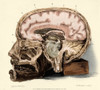 Brain, Anatomical Illustration, 1802 Poster Print by Science Source - Item # VARSCIJB3491