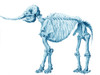 Mastodon Skeleton Poster Print by Science Source - Item # VARSCIBP3396