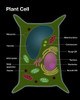 Plant Cell Poster Print by Spencer Sutton/Science Source - Item # VARSCIBZ4326