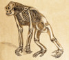 Skeleton of Ape, 1860 Poster Print by Science Source - Item # VARSCIJB6782