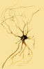 Nerve Cell from Spinal Cord, Deiters, 1865 Poster Print by Science Source - Item # VARSCIJC0497