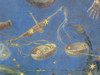 Libra Constellation, Zodiac Sign,1575 Poster Print by Science Source - Item # VARSCIBX9626
