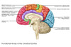 Cerebral Cortex Areas, Illustration Poster Print by Gwen Shockey/Science Source - Item # VARSCIJC1530