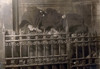 NYC, Sleeping Newsboys, Lewis Hine, 1908 Poster Print by Science Source - Item # VARSCIJB8662