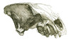 Cave Hyena Skull Poster Print by Science Source - Item # VARSCI9N3194