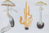 Fungi, Mushrooms Poster Print by Science Source