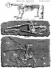 Megatherium, Human, and Bird Skeletons, 1800s Poster Print by Science Source - Item # VARSCIJB7457